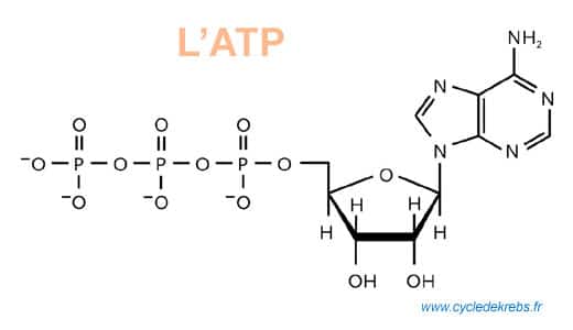 Cycle de Krebs - ATP