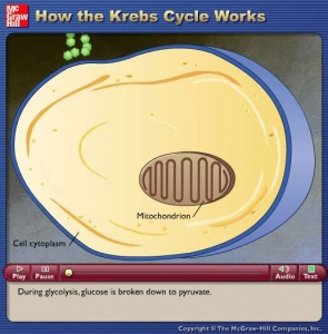 Trois animations ludiques sur le Cycle de Krebs