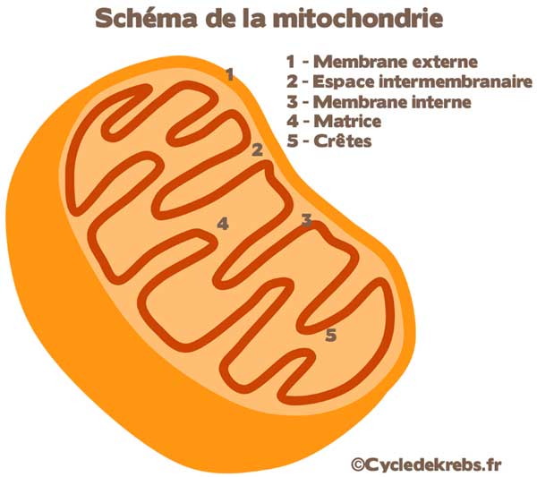 Schéma de la mitochondrie