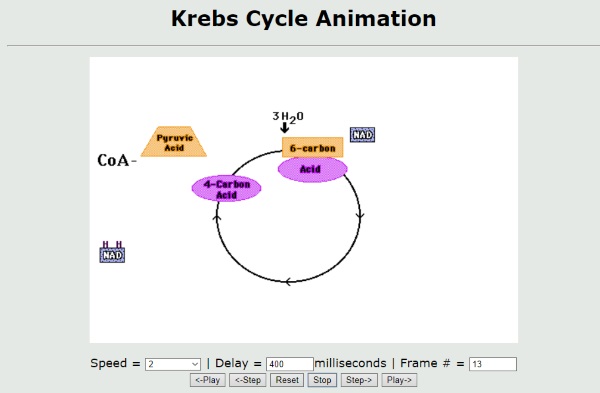 Animation cycle de Krebs Kuensting